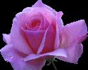 .que 2008 soit pr tous une pluie de rose